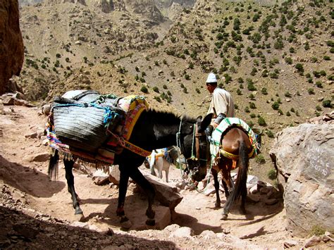 Ascension Du Toubkal Animaux Massif Du Toubkal Haut Atlas Maroc