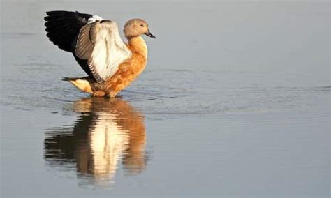 Kruger Park Birding Guide - Best Birding in South Africa