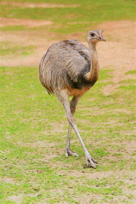 Rhea bird stock image. Image of walking, wandering, large - 3188879