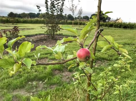 Wie Man Einen Apfelbaum Beschneidet Ultimative Anleitung F R Anf Nger