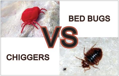 Chiggers Vs Bed Bugs In 10 Important Points Explained Your Local Pest Control