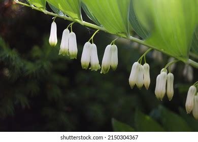 2,151 Polygonum flowers Images, Stock Photos & Vectors | Shutterstock