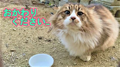 庭に来た腹ペコ野良猫おかわりを要求元野良猫まるとらの反応は？ Youtube