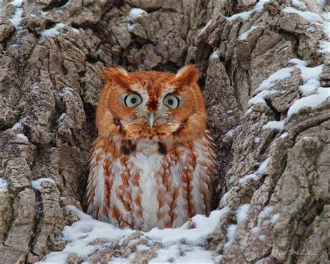 Eastern Screech Owl Audubon Field Guide