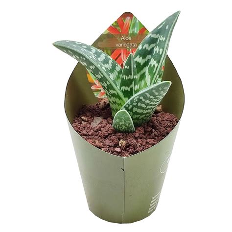 Aloe Variegata Plant Wholesale Floraccess