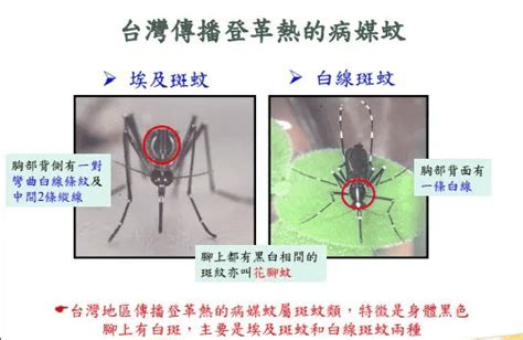 傳播力驚人！台南本土登革熱破5000例 專家：埃及斑蚊可「1傳84」 最新消息 高鼎人力資源管理顧問有限公司