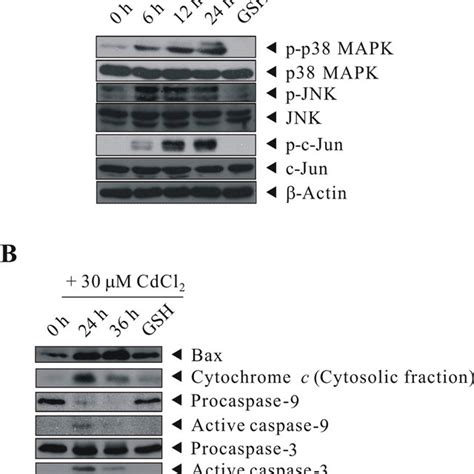 The p38 MAPK/JNK (MAPK14 or MAPK8/9) signaling pathways and c-Jun are ... 