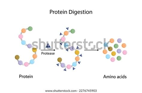 Protein Digestion Proteases Enzymes Proteinases Peptidases Stock Vector (Royalty Free ...