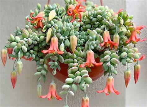 Types of ‘Cotyledon Succulents’ for Sale Online | Planet Desert