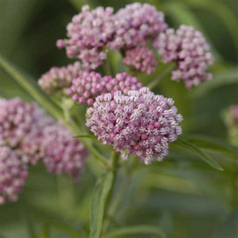 Asclepias Incarnata Cinderella Swamp Milkweed Shop Sugar Creek Gardens