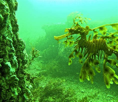 The Leafy Sea Dragon — The Globetrotting Veterinarian