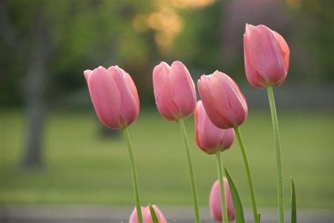 Pink Tulips Wallpapers - Wallpaper Cave