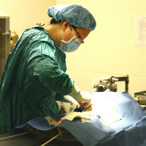 Disease Mechanisms In Small Animal Surgery 7