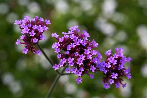 Verbena Bonariensis Care UK Growing Tips UpGardener