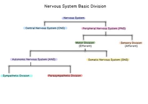 Ch 11 Nervous System Flashcards Quizlet