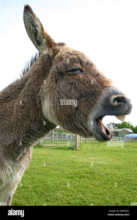 Braying Donkey Stock Photo Royalty Free Image 108631780 Alamy