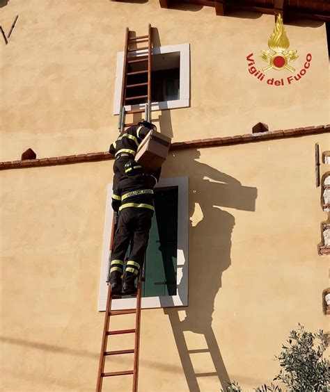 Monteviale Cadono Dal Nido Recuperati Dai Vigili Del Fuoco Due