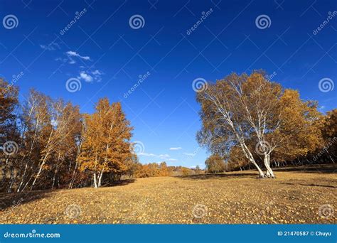 Goldener Birkenwald Im Herbst Stockbild Bild von entblätterung