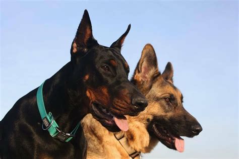 Doberman And German Shepherd Together