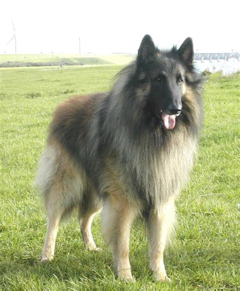 Powerful Belgian Shepherd Dog - Desi Comments