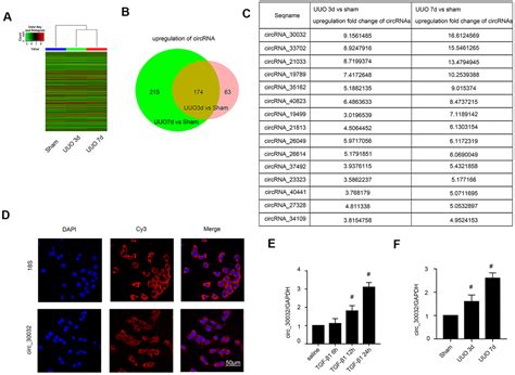 CircRNA 30032 Promotes Renal Fibrosis In UUO Model Mice Via MiRNA 96 5p