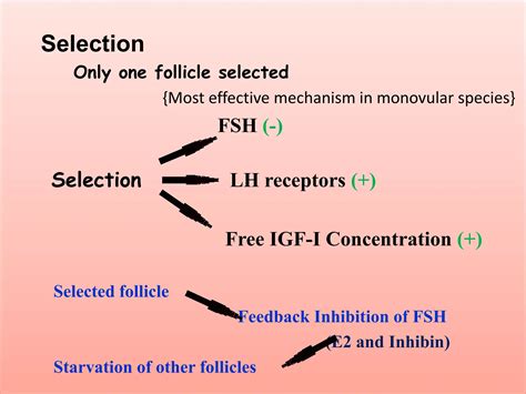 Follicular Dynamics In Cattleandbuffalo Ppt