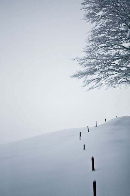 black forest in winter on Behance