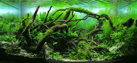 Aquascape Aquarium Plants