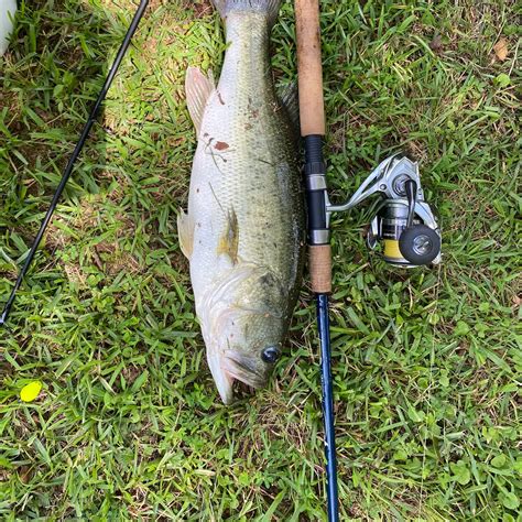 Fishing Reports Best Baits And Forecast For Fishing In Oak Grove Lake