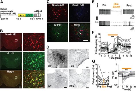 Archaerhodopsin Arch Expression In Hcrtorexin Neurons In The