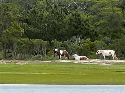 Assateague Explorer Wildlife Cruises Isla De Chincoteague 2022 Qué Saber Antes De Ir Lo