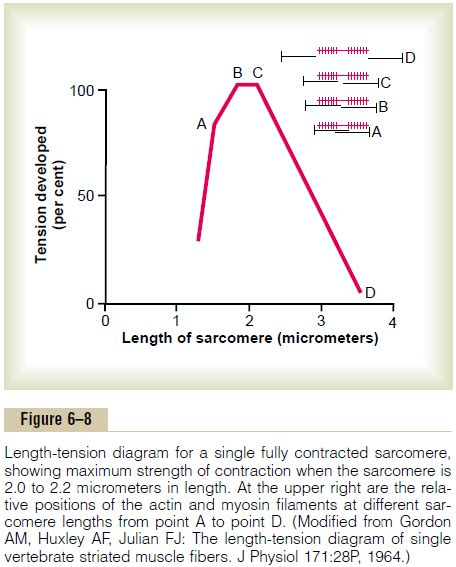 Effect Of Amount Of Actin And Myosin Filament Overlap On Tension