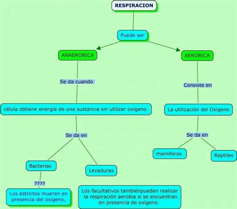 un mapa conceptual de la respiración en los seres vivos Brainly lat