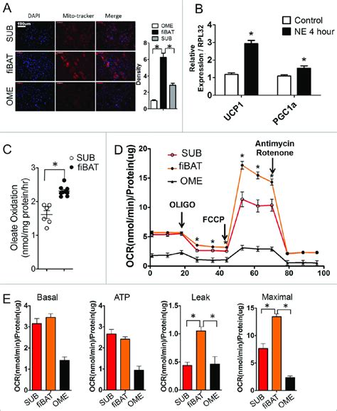 Metabolic Characterization Of Cultured Primary Human Adipocytes