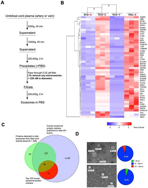 Proteomics Analysis Of Fetal Cord Blood Exosomes A Isolation