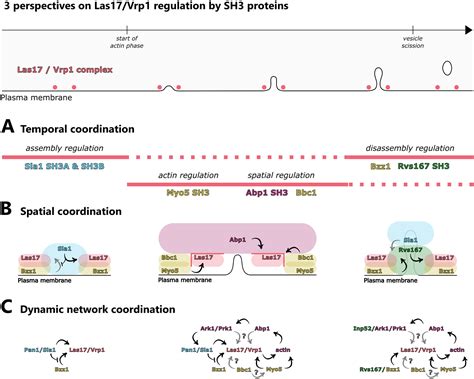 Spatio Temporal Regulation Of Endocytic Protein Assembly By SH3 Domains