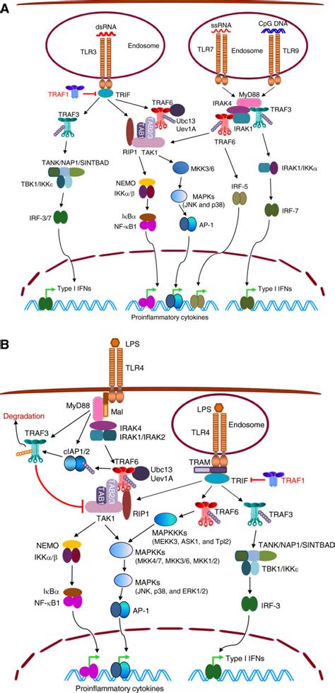 Trafs In Signaling By Tlrs A Tlr3 7 And 9 Signaling Pathways Upon