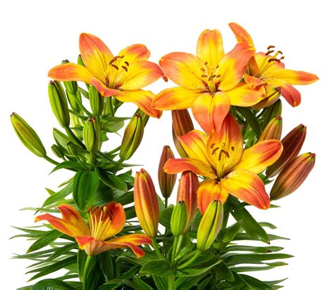 Lilie Happy Memories - Lilium Happy Memories günstig kaufen
