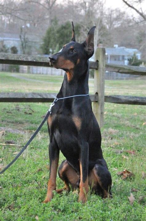 Doberman | Doberman dogs, Beautiful dogs, Doberman love