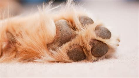 How Do I Prevent Blisters On Dog Paws Pettable Esa Experts