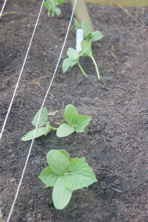 How To Build A Bamboo Pole Bean Teepee Frame Pole Beans Garden Poles