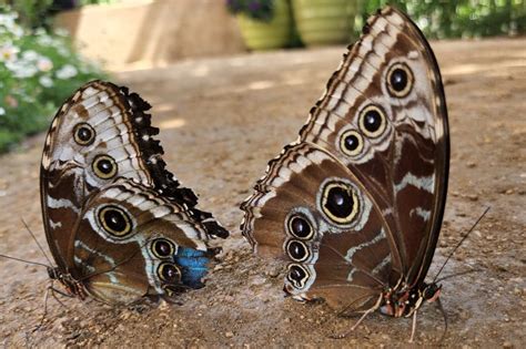 Butterfly Pavilion | Natural History Museum