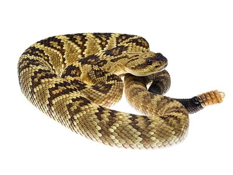 Black Tailed Rattlesnake (Crotalus molossus) - ReptileTalk NET