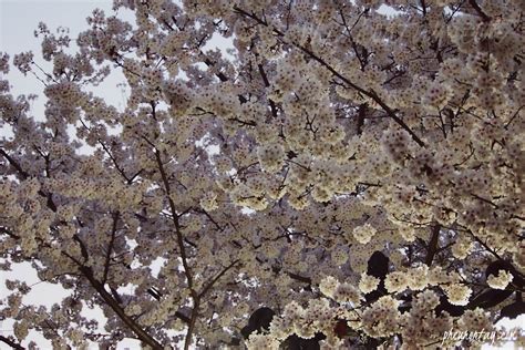 Seokchon Lake: Cherry Blossom at Night The Calm Chronicle: Your South ...