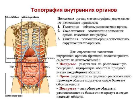 Брюшная Полость Фото Описание Telegraph