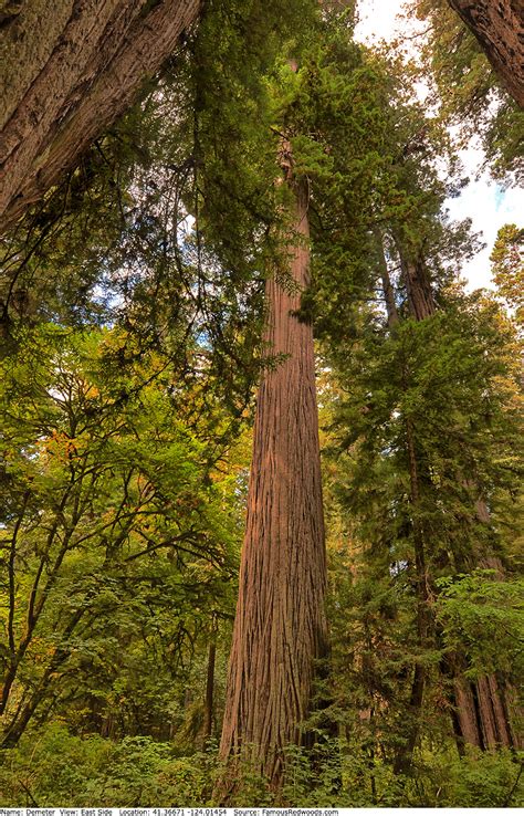 Demeter Tree - Famous Redwoods