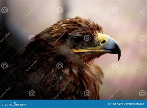 The Eagle is a Bird of Prey in the Hawk Family. it is a Large Bird ...