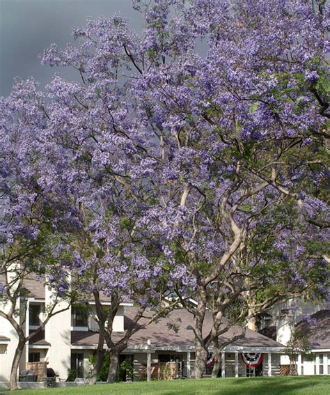 Directory /lenses/jacaranda-trees-pictures