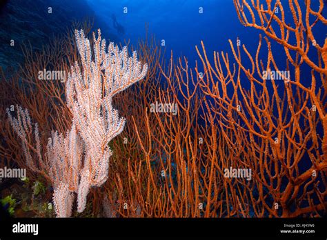 Gorgonian Soft Coral And Red Whip Coral Possibly Ctenocella Sp Ailuk