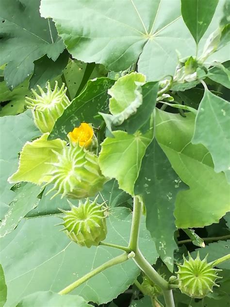 常见的草本植物 常见草本花卉名称 草本植物图片及名称 第8页 大山谷图库